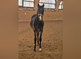 Trakehner, Stallone, 1 Anno, Baio scuro