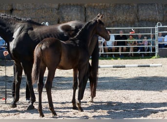 Trakehner, Stallone, 1 Anno