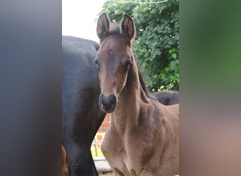 Trakehner, Stallone, 1 Anno