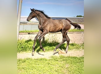 Trakehner, Stallone, 1 Anno, Grigio ferro