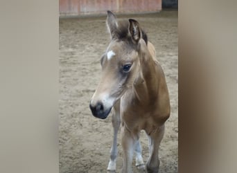 Trakehner, Stallone, 1 Anno, Pelle di daino