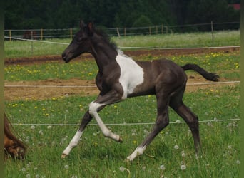 Trakehner, Stallone, 1 Anno, Pezzato