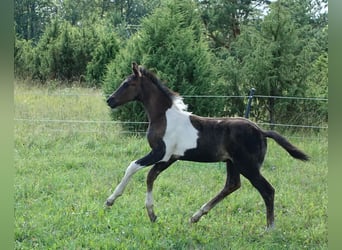 Trakehner, Stallone, 1 Anno, Pezzato