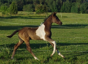 Trakehner, Stallone, 1 Anno, Pezzato