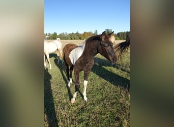 Trakehner, Stallone, 1 Anno, Pezzato