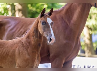 Trakehner, Stallone, 1 Anno, Sauro
