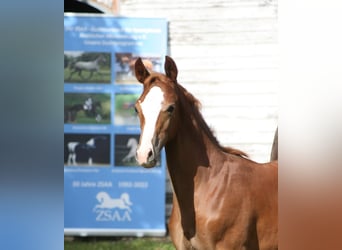 Trakehner, Stallone, 1 Anno, Sauro