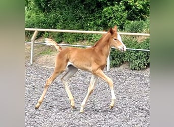 Trakehner, Stallone, 1 Anno, Sauro