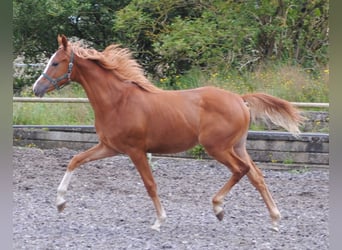 Trakehner, Stallone, 1 Anno, Sauro