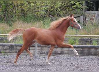 Trakehner, Stallone, 1 Anno, Sauro