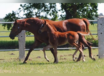 Trakehner, Stallone, 1 Anno, Sauro scuro