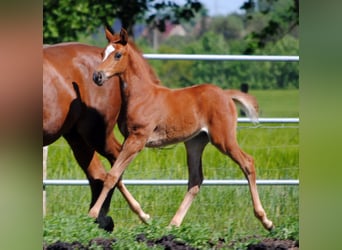 Trakehner, Stallone, 1 Anno, Sauro scuro