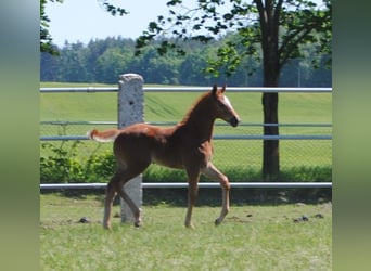 Trakehner, Stallone, 1 Anno, Sauro scuro