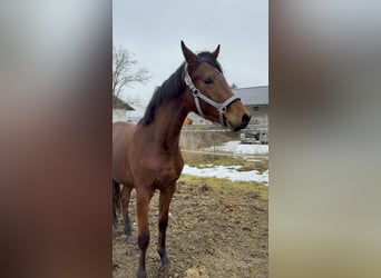 Trakehner, Stallone, 2 Anni, 156 cm, Baio