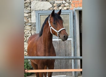 Trakehner, Stallone, 2 Anni, 161 cm, Baio