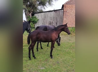 Trakehner, Stallone, 2 Anni, 169 cm, Baio nero