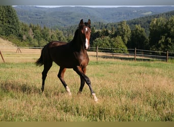 Trakehner, Stallone, 2 Anni, 170 cm, Baio