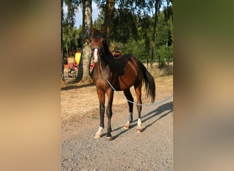Trakehner, Stallone, 2 Anni, 170 cm, Baio