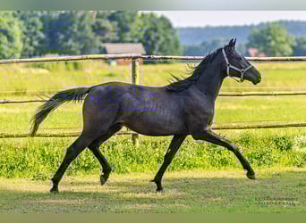 Trakehner, Stallone, 2 Anni, 170 cm, Può diventare grigio