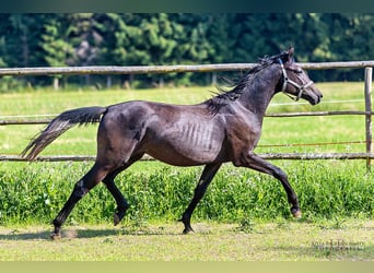 Trakehner, Stallone, 2 Anni, 170 cm, Può diventare grigio