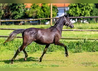Trakehner, Stallone, 2 Anni, 170 cm, Può diventare grigio