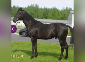 Trakehner, Stallone, 2 Anni, 170 cm, Sauro
