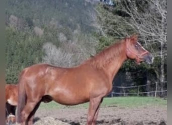 Trakehner, Stallone, 2 Anni, 170 cm, Sauro