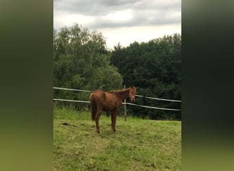 Trakehner, Stallone, 2 Anni, 170 cm, Sauro