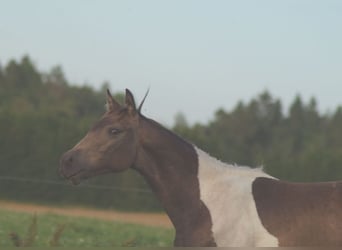 Trakehner, Stallone, 2 Anni, Pezzato