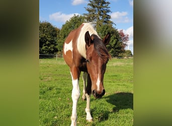 Trakehner, Stallone, 2 Anni, Pezzato