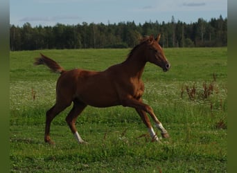 Trakehner, Stallone, 2 Anni, Sauro