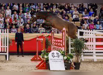 Trakehner, Stallone, 3 Anni, 165 cm, Baio