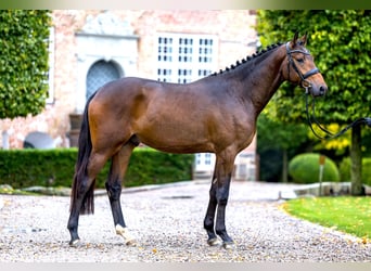 Trakehner, Stallone, 3 Anni, 165 cm, Baio