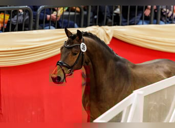Trakehner, Stallone, 3 Anni, 165 cm, Baio