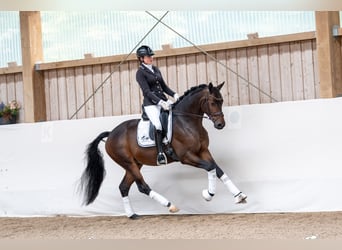 Trakehner, Stallone, 3 Anni, 166 cm, Baio scuro