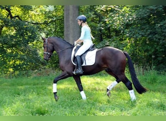 Trakehner, Stallone, 3 Anni, 167 cm, Baio
