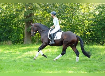 Trakehner, Stallone, 3 Anni, 167 cm, Baio