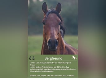 Trakehner, Stallone, 4 Anni, 163 cm, Baio