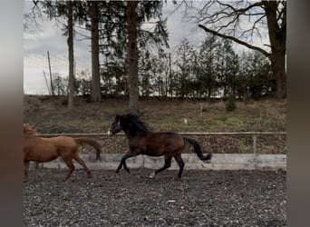 Trakehner, Stallone, 4 Anni, 165 cm, Baio scuro