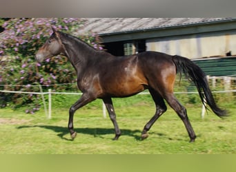 Trakehner, Stallone, 4 Anni, Baio scuro