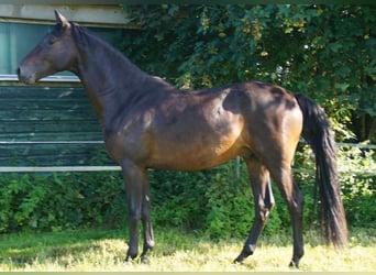 Trakehner, Stallone, 4 Anni, Baio scuro
