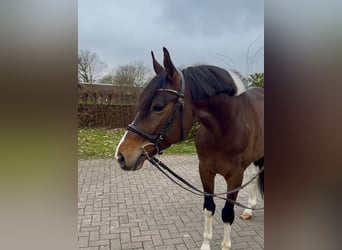 Trakehner, Stallone, 6 Anni, 163 cm, Pezzato