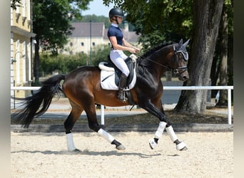 Trakehner, Stallone, 6 Anni, 166 cm, Baio scuro