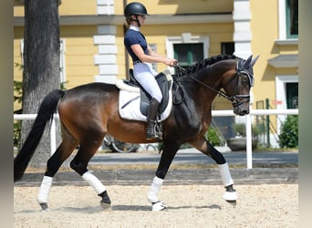 Trakehner, Stallone, 6 Anni, 166 cm, Baio scuro