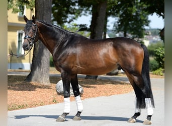Trakehner, Stallone, 6 Anni, 166 cm, Baio scuro