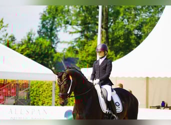 Trakehner, Stallone, 8 Anni, 174 cm, Baio