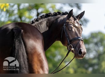 Trakehner, Stallone, 9 Anni, 175 cm, Baio scuro
