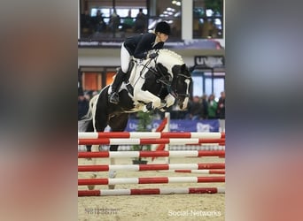 Trakehner, Stallone, 16 Anni, 161 cm, Pezzato