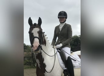 Trakehner, Stallone, 15 Anni, 167 cm, Pezzato