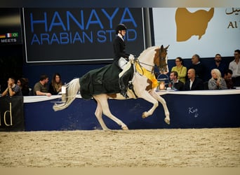 Trakehner, Stallone, 15 Anni, 167 cm, Pezzato